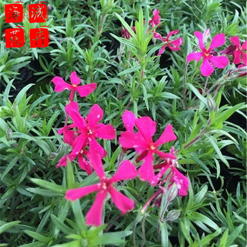 丛生福禄考批发价格 绿化宿根时令草花