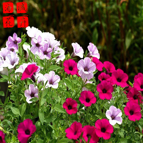 青岛矮牵牛种植基地  园林绿化时令花卉批发