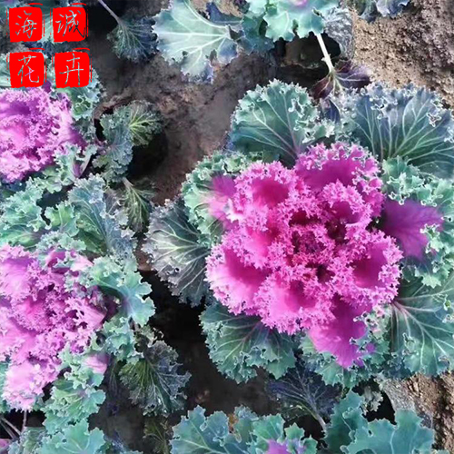 青州羽衣甘蓝批发价格 苗木草花羽衣甘蓝种植基地