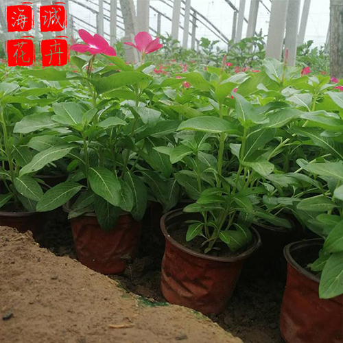 长春花价格种植基地  园林绿化草花批发