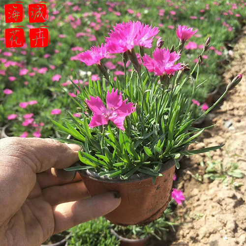 欧石竹苗圃供应 绿化宿根时令草花