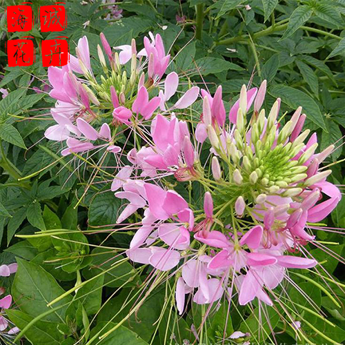 地栽醉蝶花 海诚醉蝶花批发  绿化苗木宿根草花