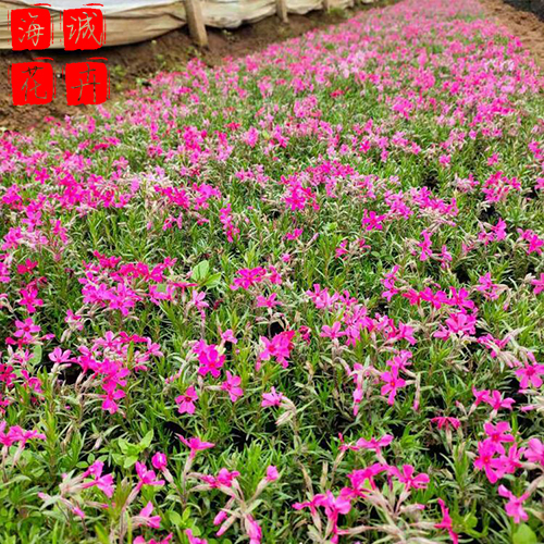 青州福禄考批发价格 苗木草花福禄考种植基地
