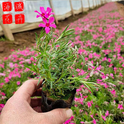 丛生福禄考出售 绿化宿根时令草花