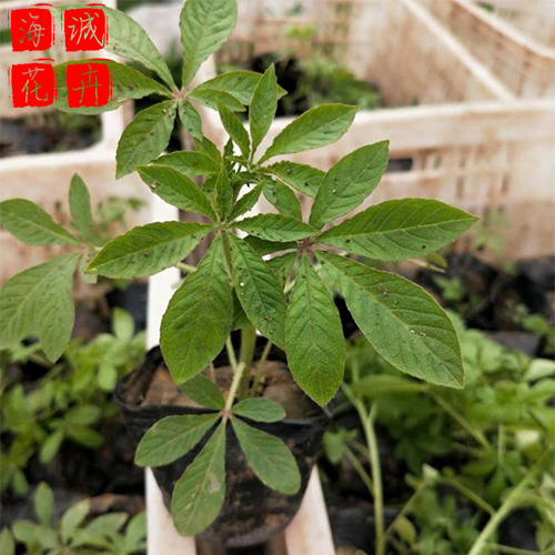 旅游区绿化醉蝶花 海诚醉蝶花批发  绿化苗木宿根草花