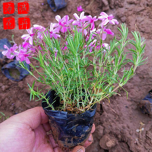 福禄考芝樱青州花卉 绿化苗木时令草花
