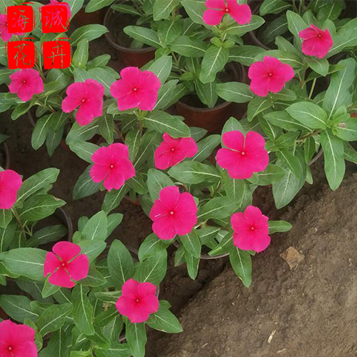 长春花花海种植基地  园林绿化草花批发