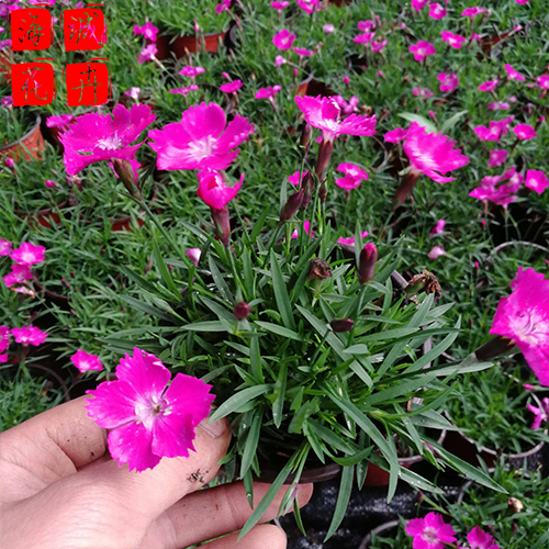 欧石竹批发价格 绿化宿根时令草花