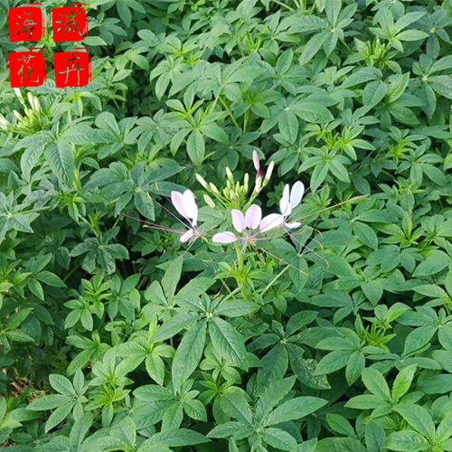 醉蝶花 海诚醉蝶花批发  绿化苗木宿根草花