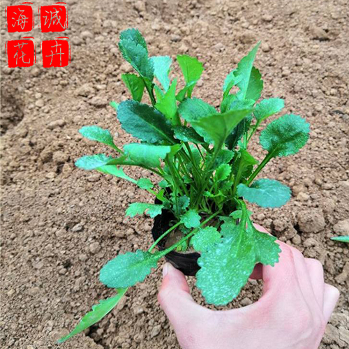 大滨菊绿化 园林绿化时令草花