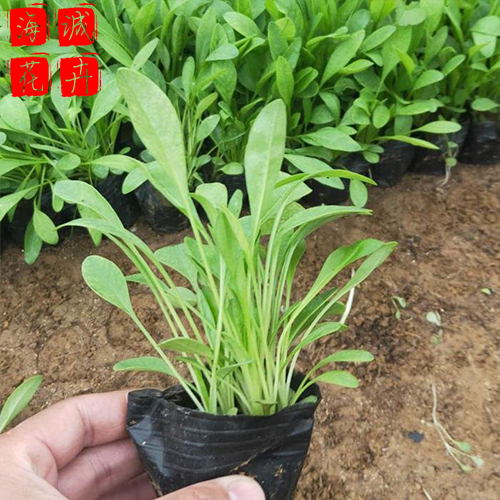 地栽金鸡菊种植基地  园林绿化草花批发