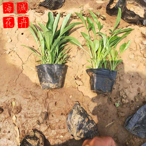 观赏金鸡菊种植基地  园林绿化草花批发