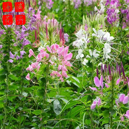 景区醉蝶花绿化设计 海诚醉蝶花批发  绿化苗木宿根草花