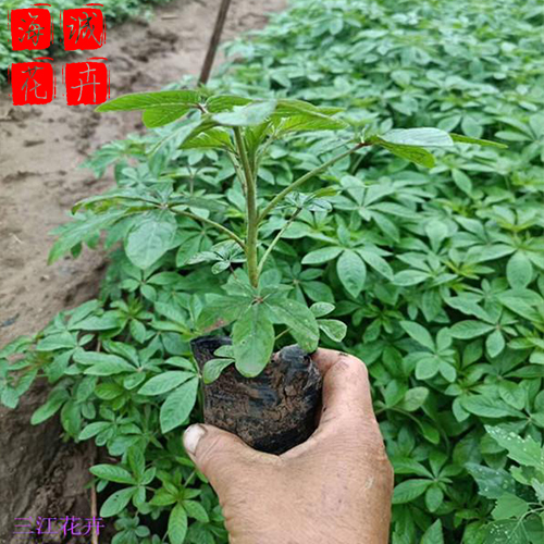 青州醉蝶花批发价格 苗木草花 醉蝶花种植基地