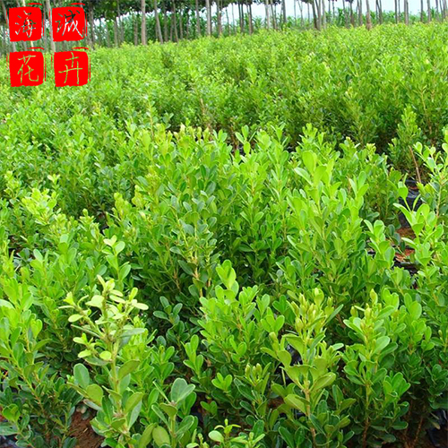 瓜子黄杨苗圃供应 绿化苗木时令草花