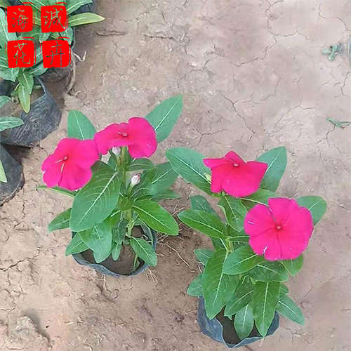 景区绿化长春花种植基地  园林绿化草花批发