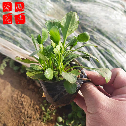 大滨菊花海 园林绿化时令草花