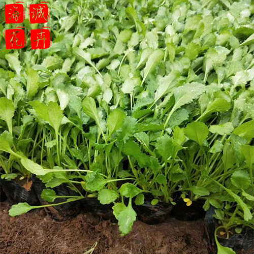 大滨菊苗圃供应 园林绿化时令草花