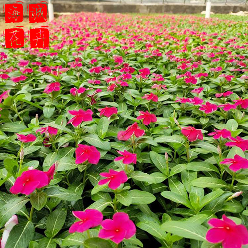 青州长春花批发价格 苗木草花长春花种植基地