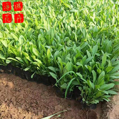 绿化工程金鸡菊海诚花卉  园林绿化苗木草花批发