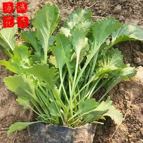 大滨菊价格 园林绿化时令草花