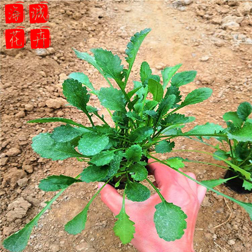 大滨菊出售 