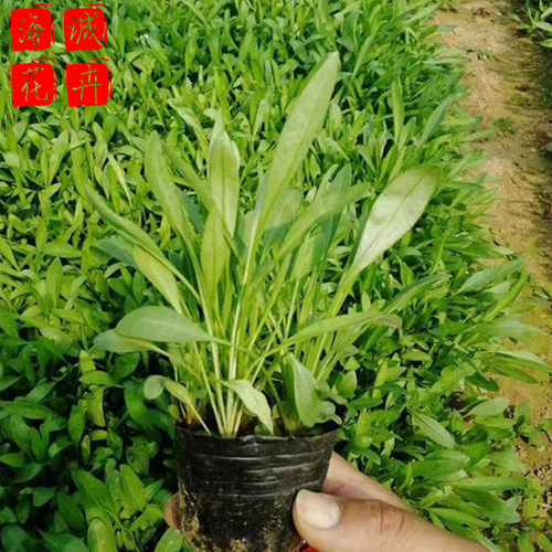 金鸡菊批发 青州宿根草花种植基地 时令草花