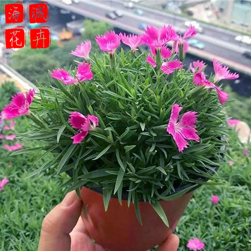 欧石竹青州花卉 绿化宿根时令草花