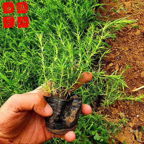 丛生福禄考苗圃供应 绿化宿根时令草花