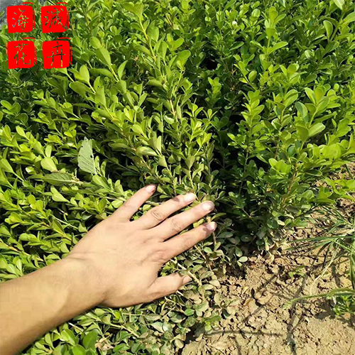 瓜子黄杨出售 绿化苗木时令草花