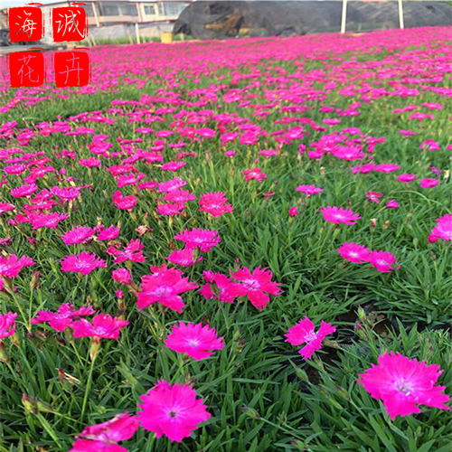 淄博欧石竹种植基地  园林绿化时令花卉批发
