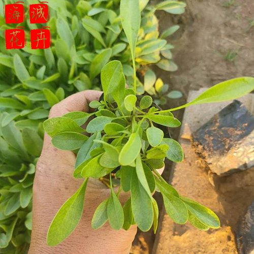 金鸡菊供应种植基地  园林绿化草花批发