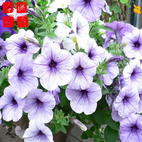 济宁矮牵牛种植基地  园林绿化时令花卉批发