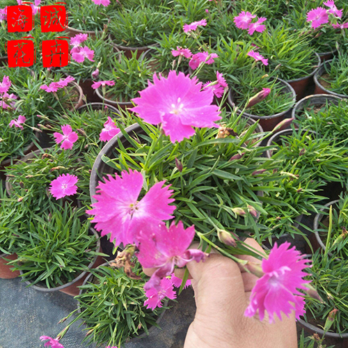 青州时令草花 双色盆欧石竹批发 宿根花卉花海设计