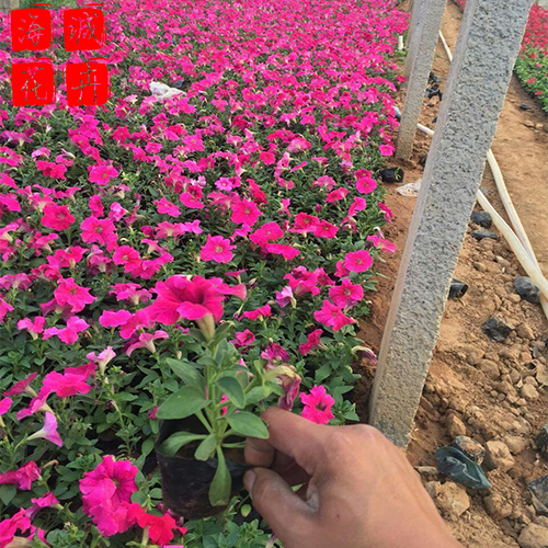 矮牵牛花海设计 绿化宿根时令草花