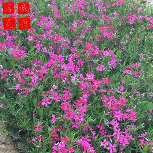 青州丛生福禄考基地种植基地  园林绿化草花批发