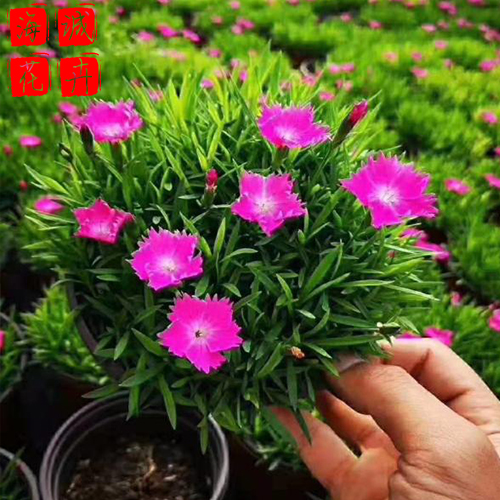 泰安欧石竹种植基地  园林绿化时令花卉批发
