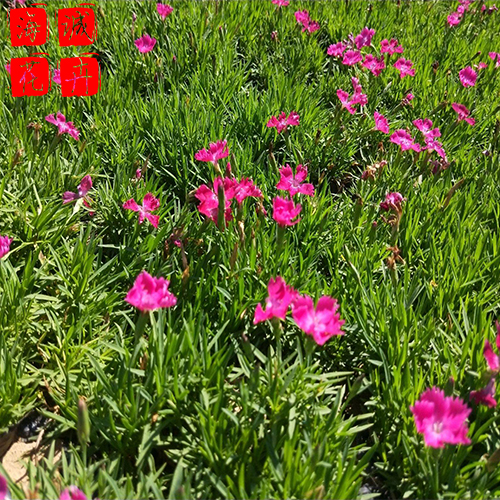 威海欧石竹种植基地  园林绿化时令花卉批发