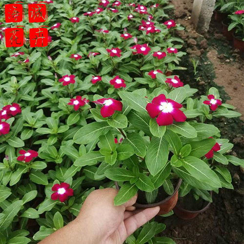青州长春花种植基地  园林绿化草花批发