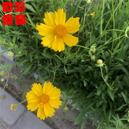 青州金鸡菊基地种植基地  园林绿化草花批发