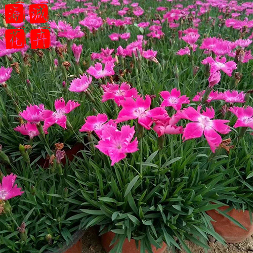 东营欧石竹种植基地  园林绿化时令花卉批发