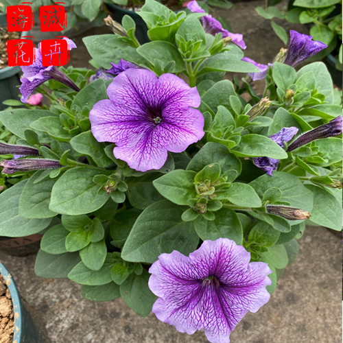 矮牵牛青州花卉 绿化宿根时令草花