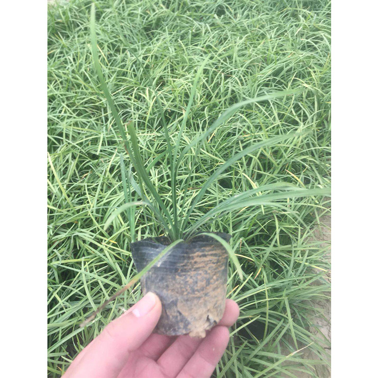 临淄麦冬草  矮麦冬  小叶麦冬草批发