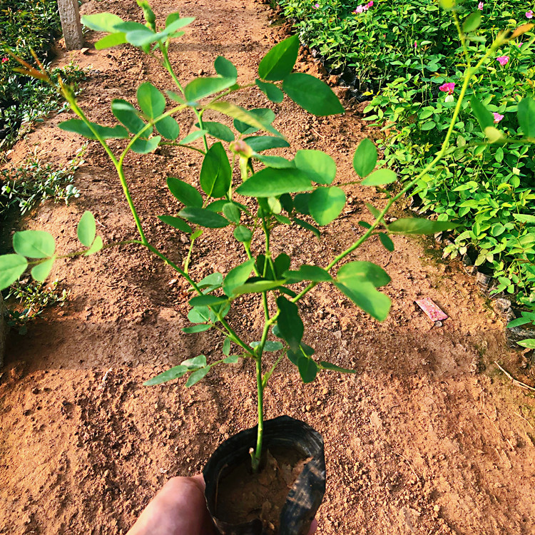 潍坊丰花月季  月季花卉  丰花月季苗
