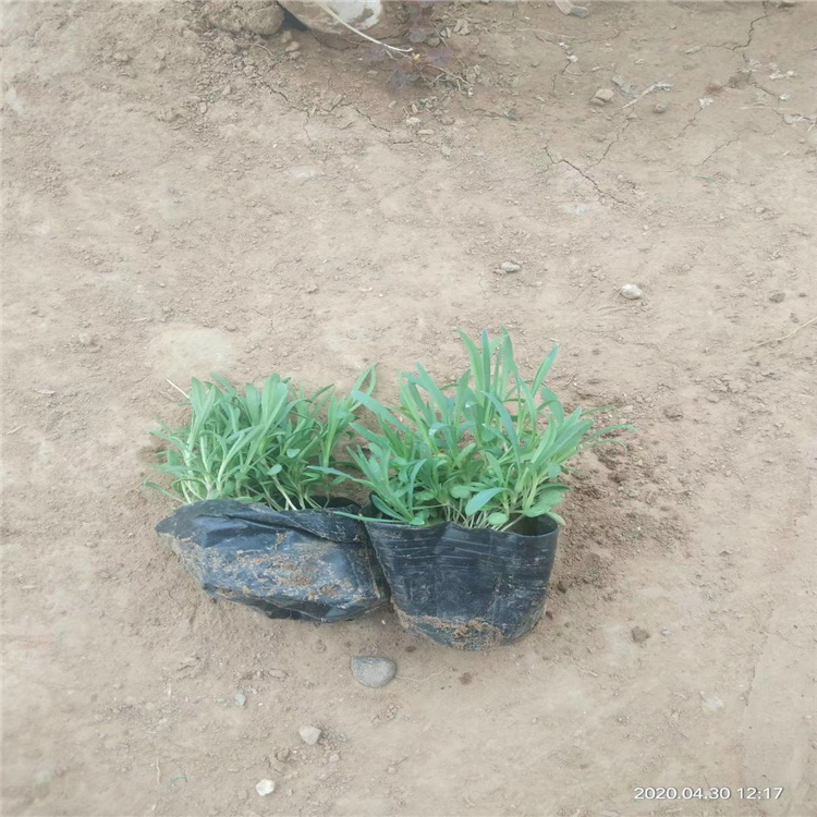 地被石竹 基地供应地被石竹 地被石竹价格 欢迎咨询