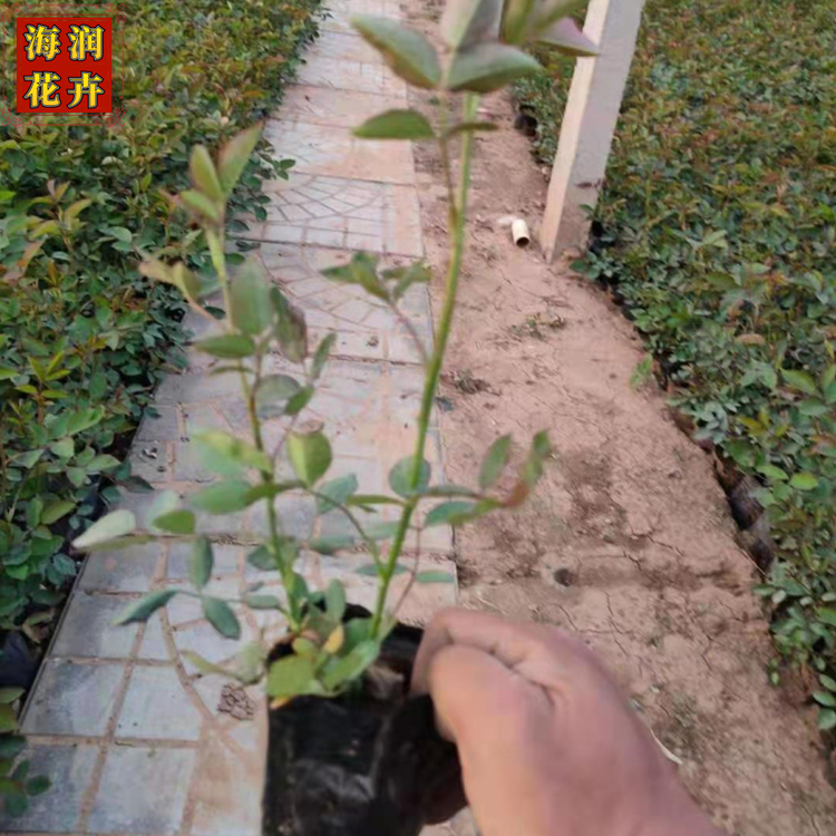 供应丰花月季 青州批发丰花月季苗 丰花月季价格 海润花卉