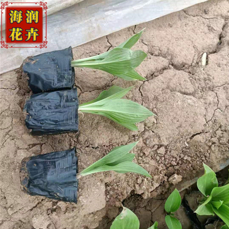 批发出售玉簪 供应金边玉簪小苗杯苗 绿化用玉簪工程苗 青州海润花卉