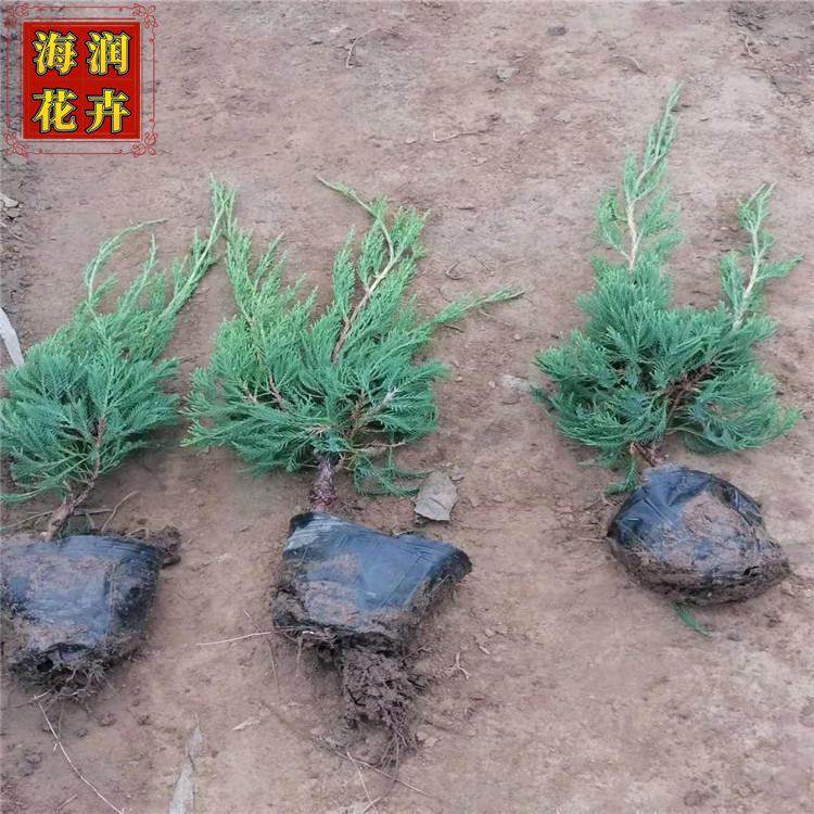 批发小龙柏 常绿乔木小龙柏苗 小龙柏上车价 青州海润花卉在售