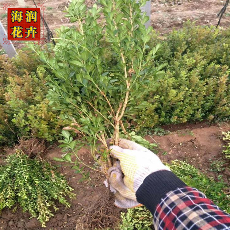好大叶黄杨球供应 大叶黄杨球 青州【海润】 1米2大叶黄杨球