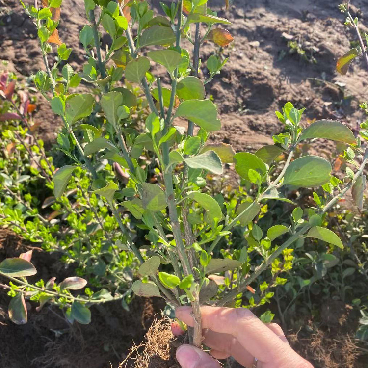 卫矛苗行情 中嘉卫矛苗价格优惠